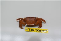 藏品(方形大額蟹)的圖片